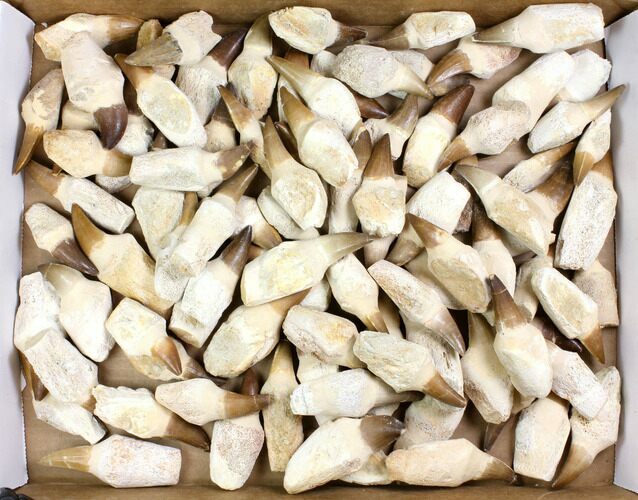 Lot - to Fossil Mosasaur Teeth (Restored Roots) - Pieces #140943
